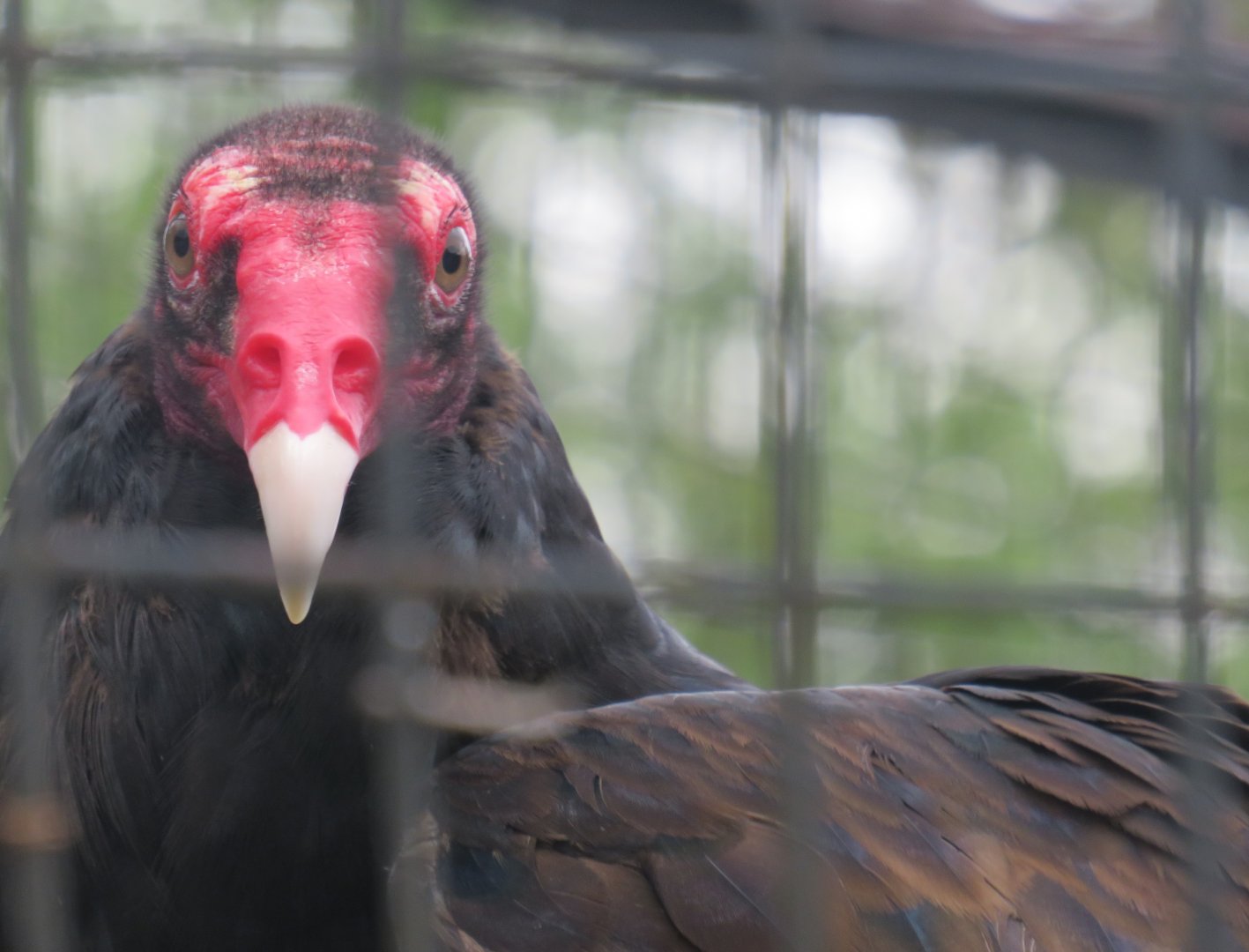 Turkey vulture