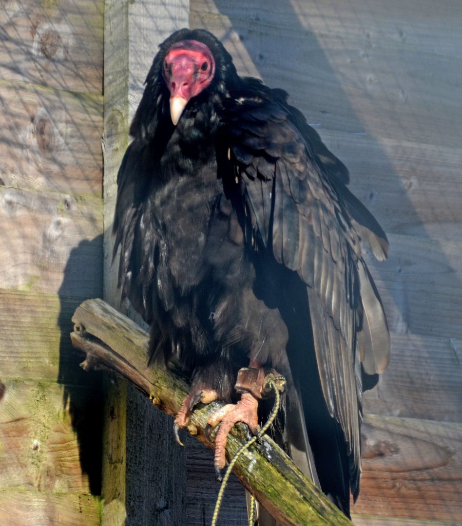 Turkey vulture