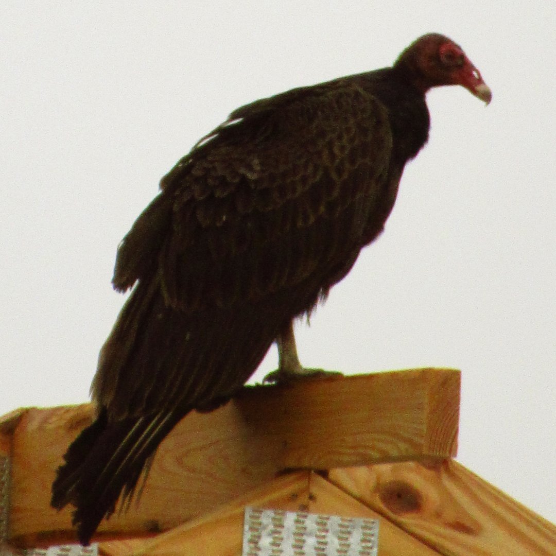 Turkey Vulture