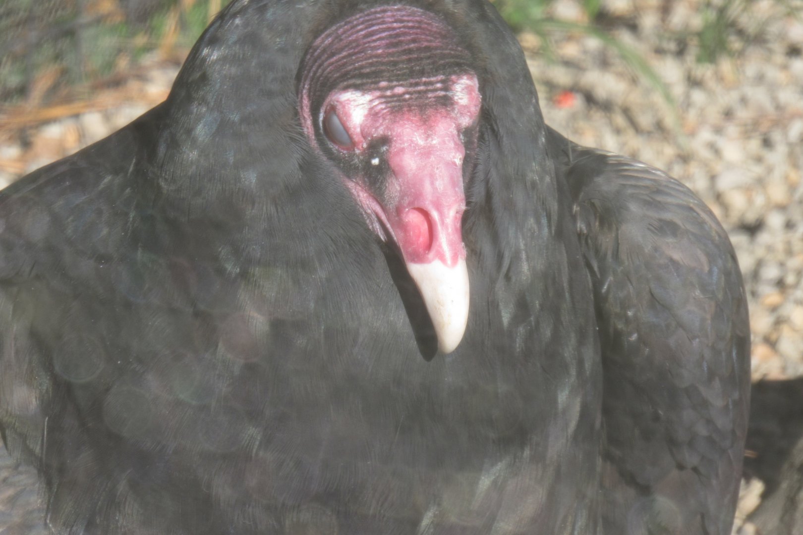 turkey vulture