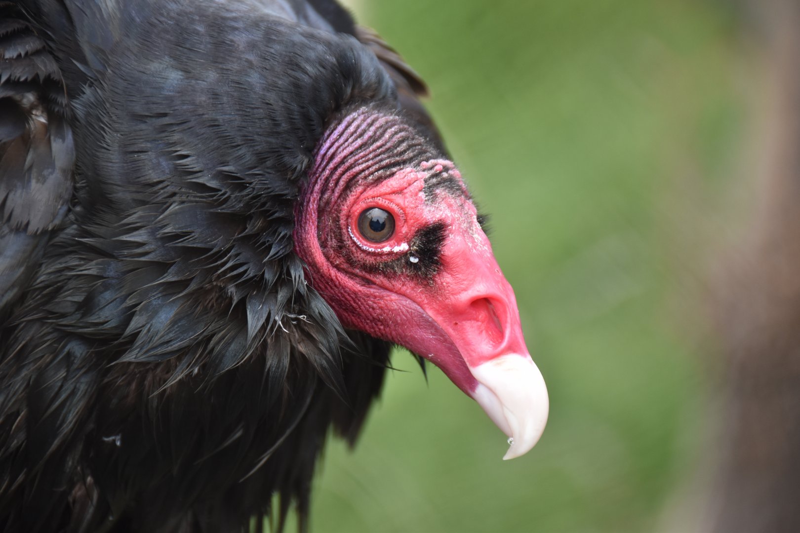 Turkey Vulture