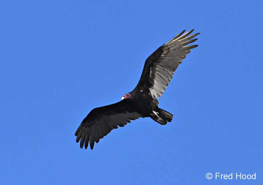 turkey vulture