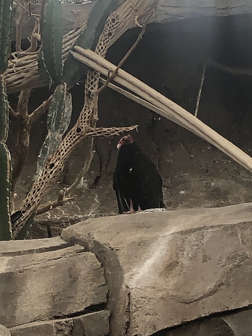 Turkey vulture