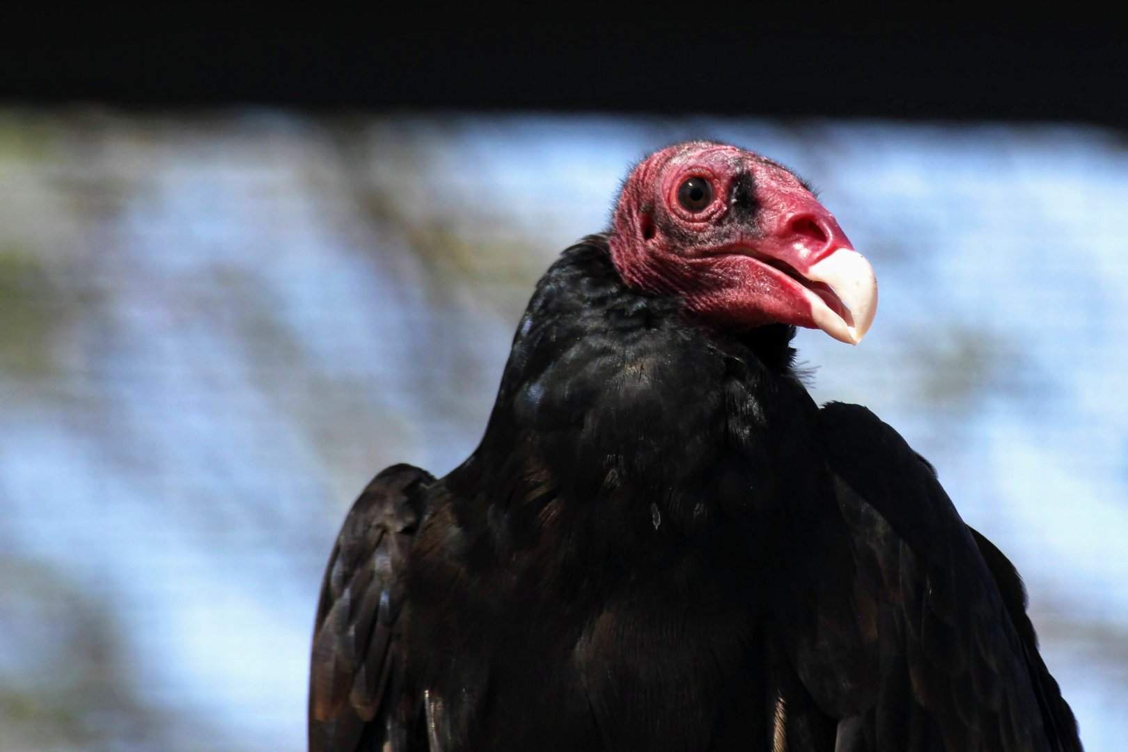 Turkey Vulture