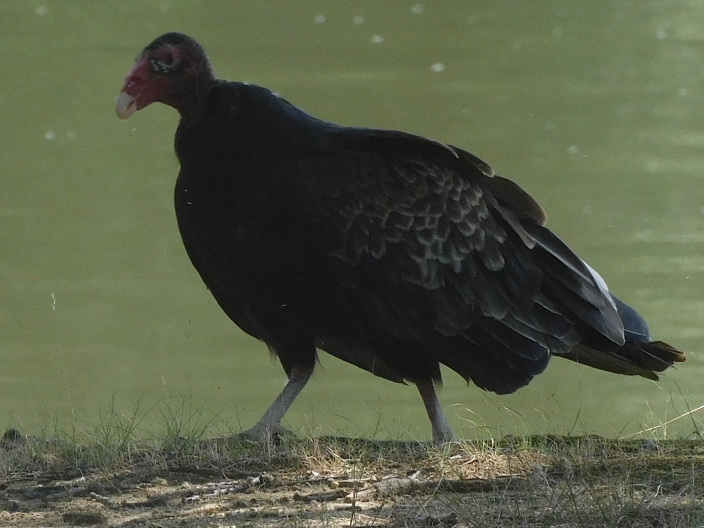 Turkey vulture
