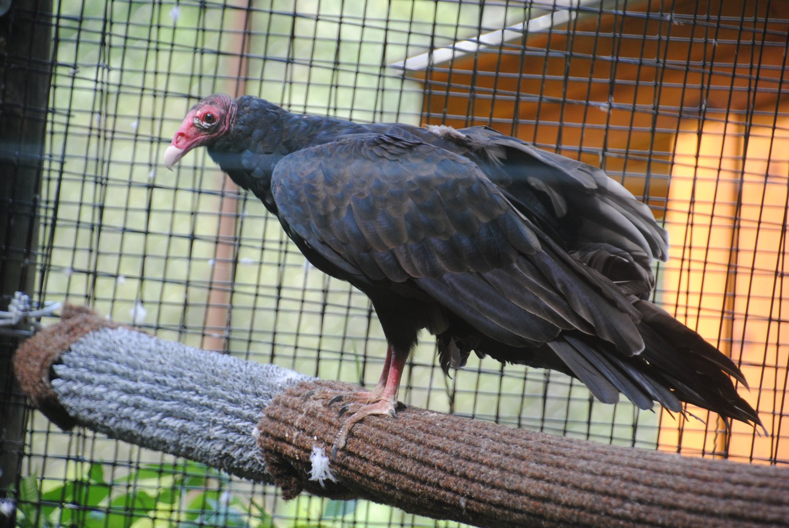 Turkey Vulture