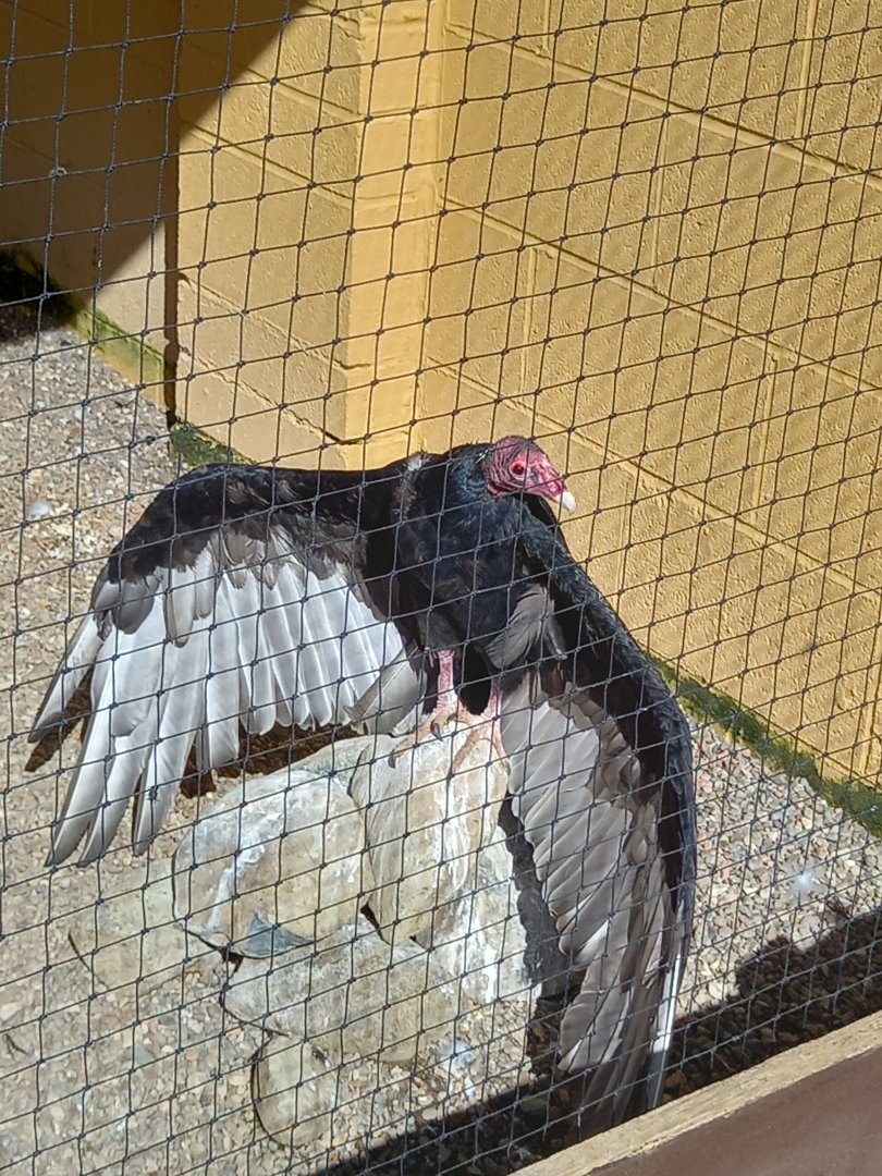 Turkey Vulture