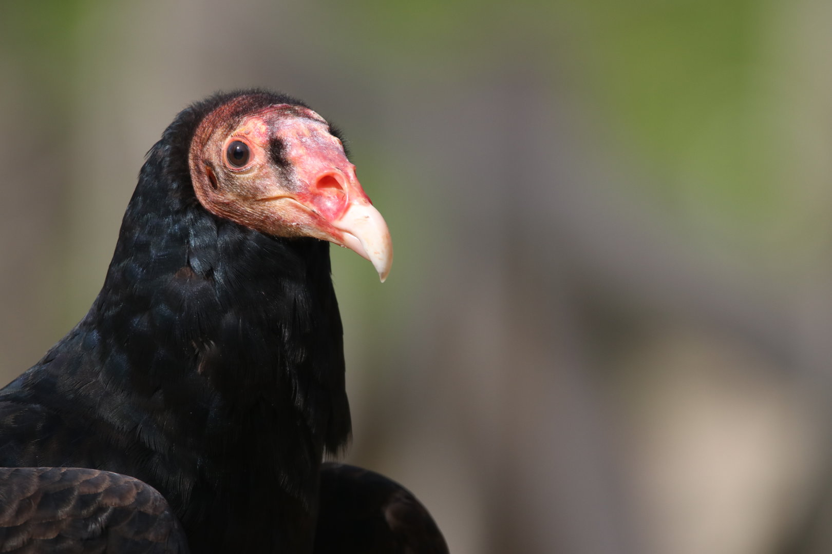 Turkey vulture