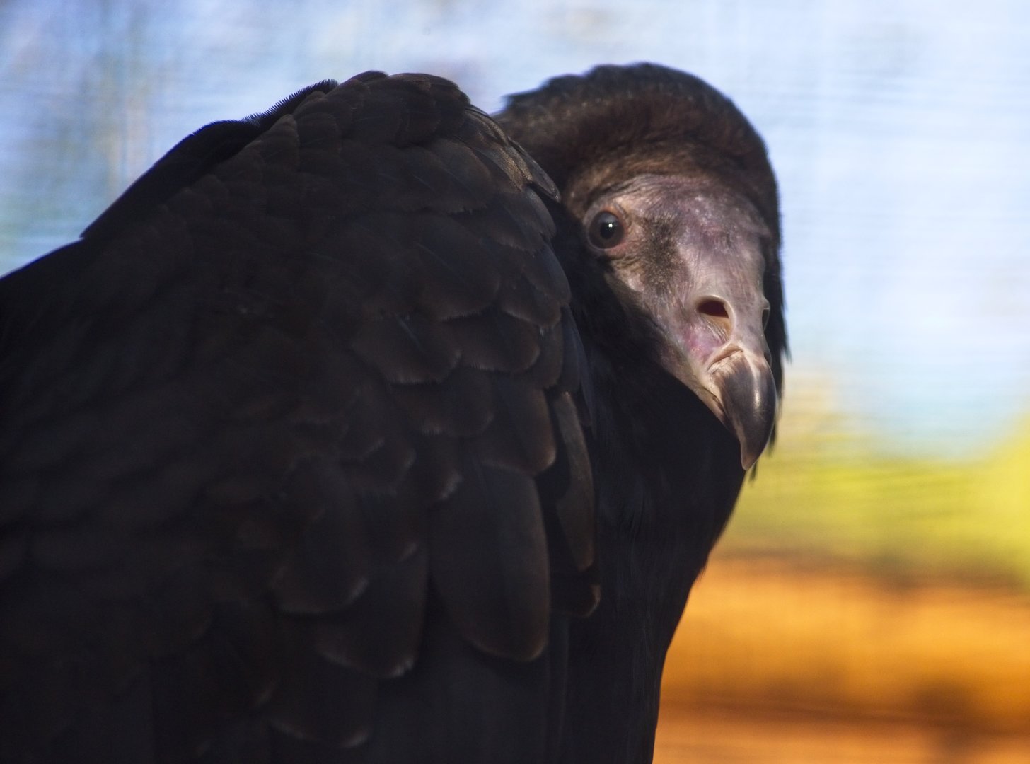 Turkey Vulture