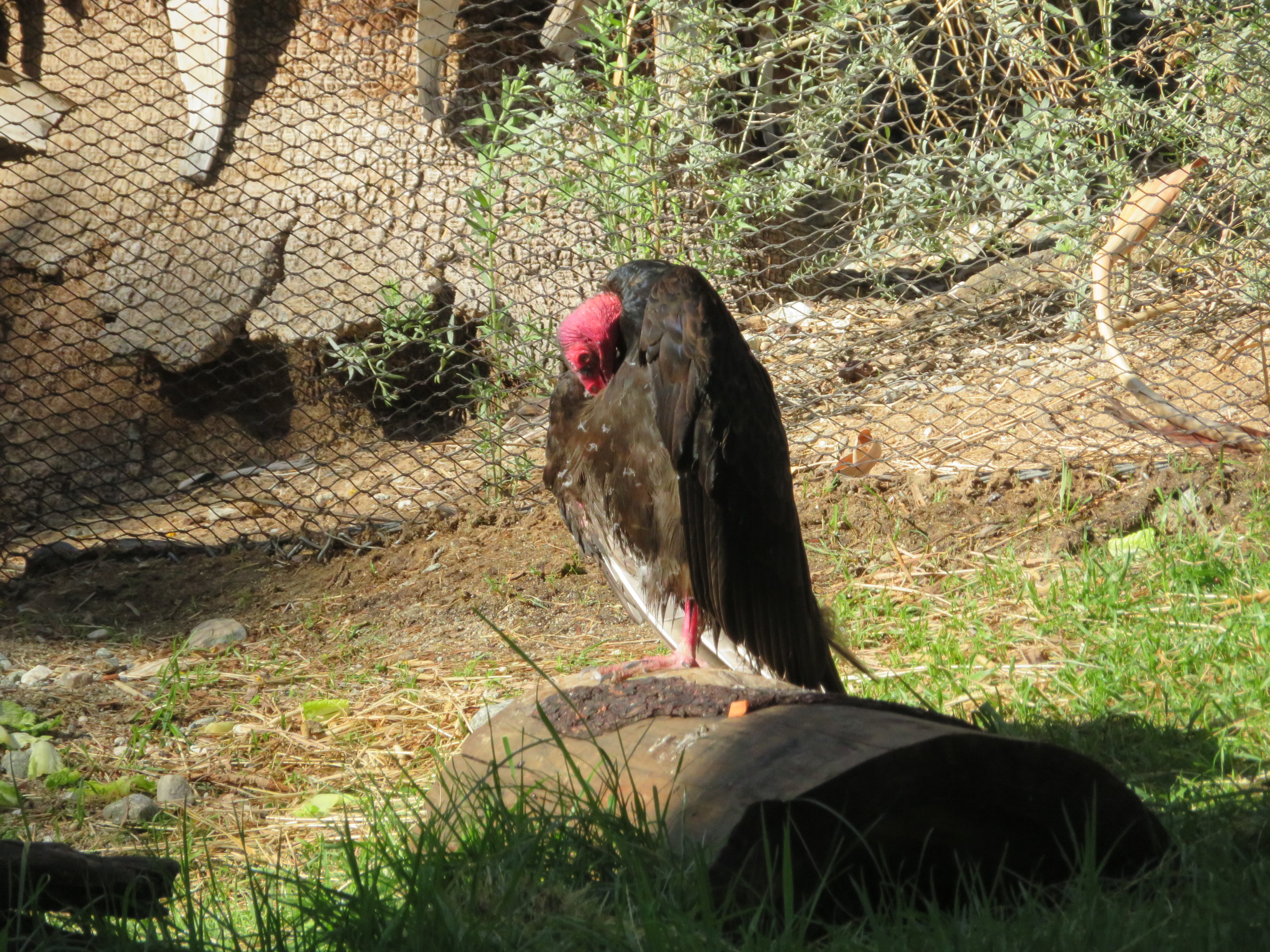Turkey Vulture