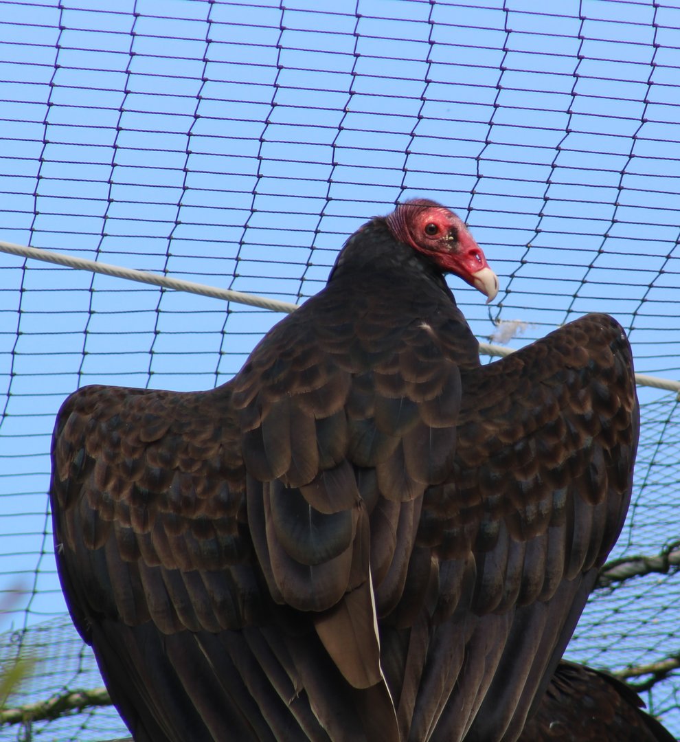 Turkey vulture