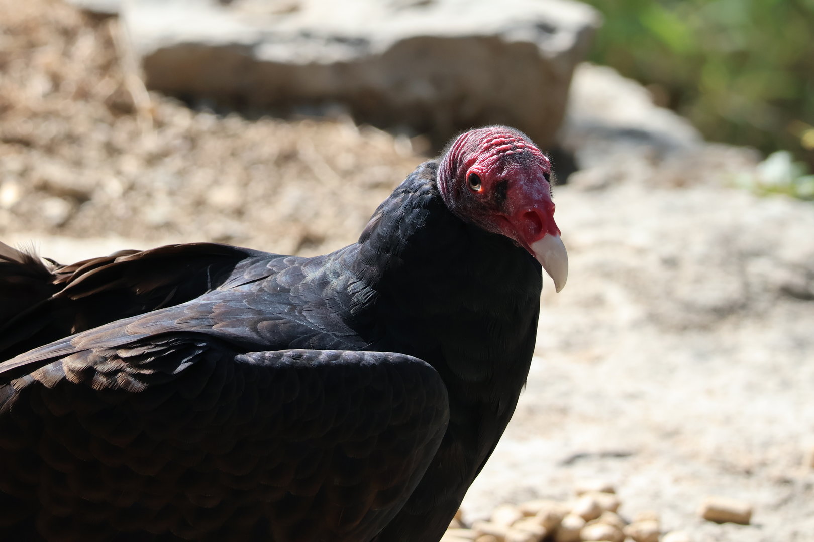 Turkey Vulture