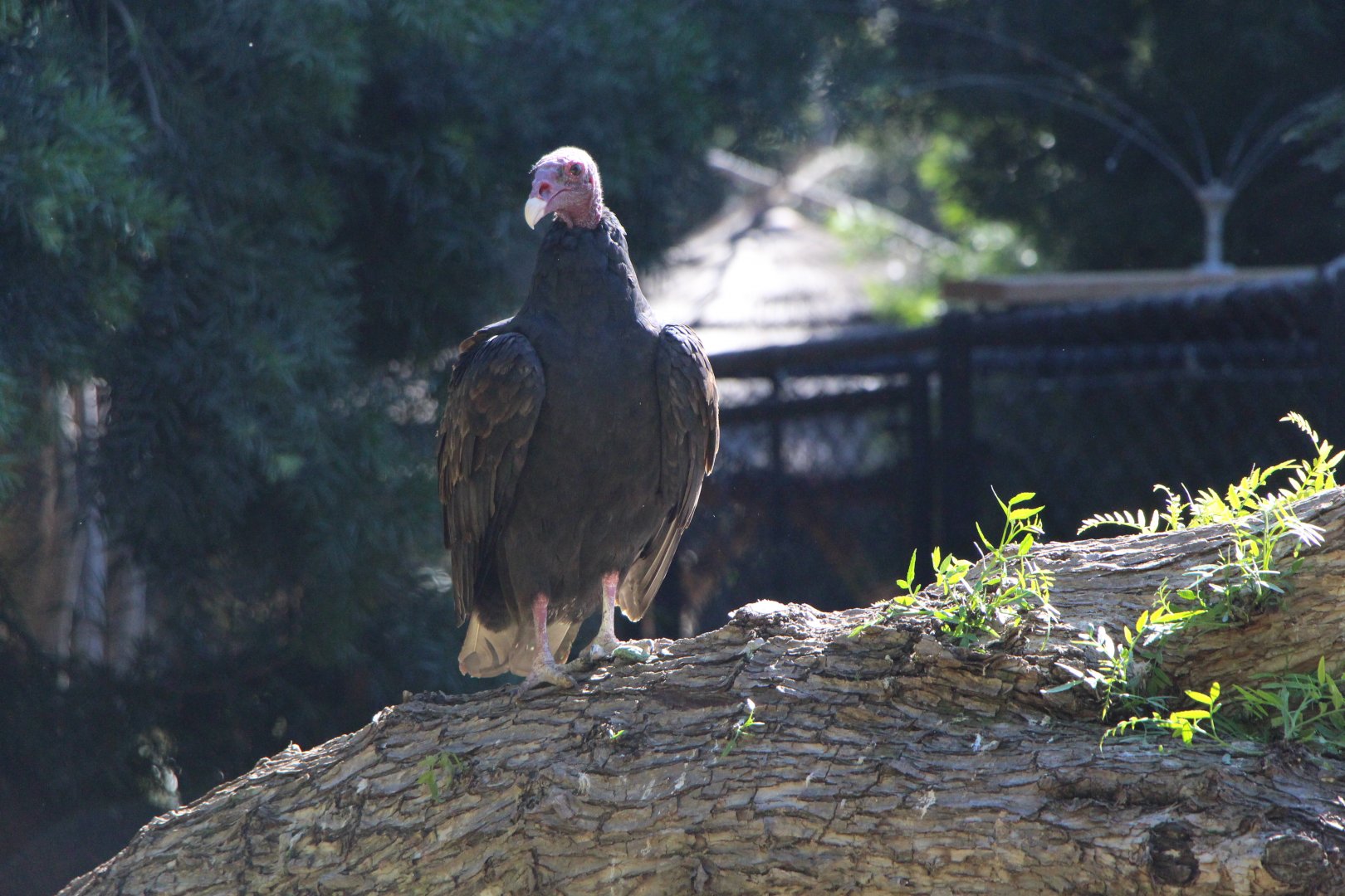 Turkey Vulture