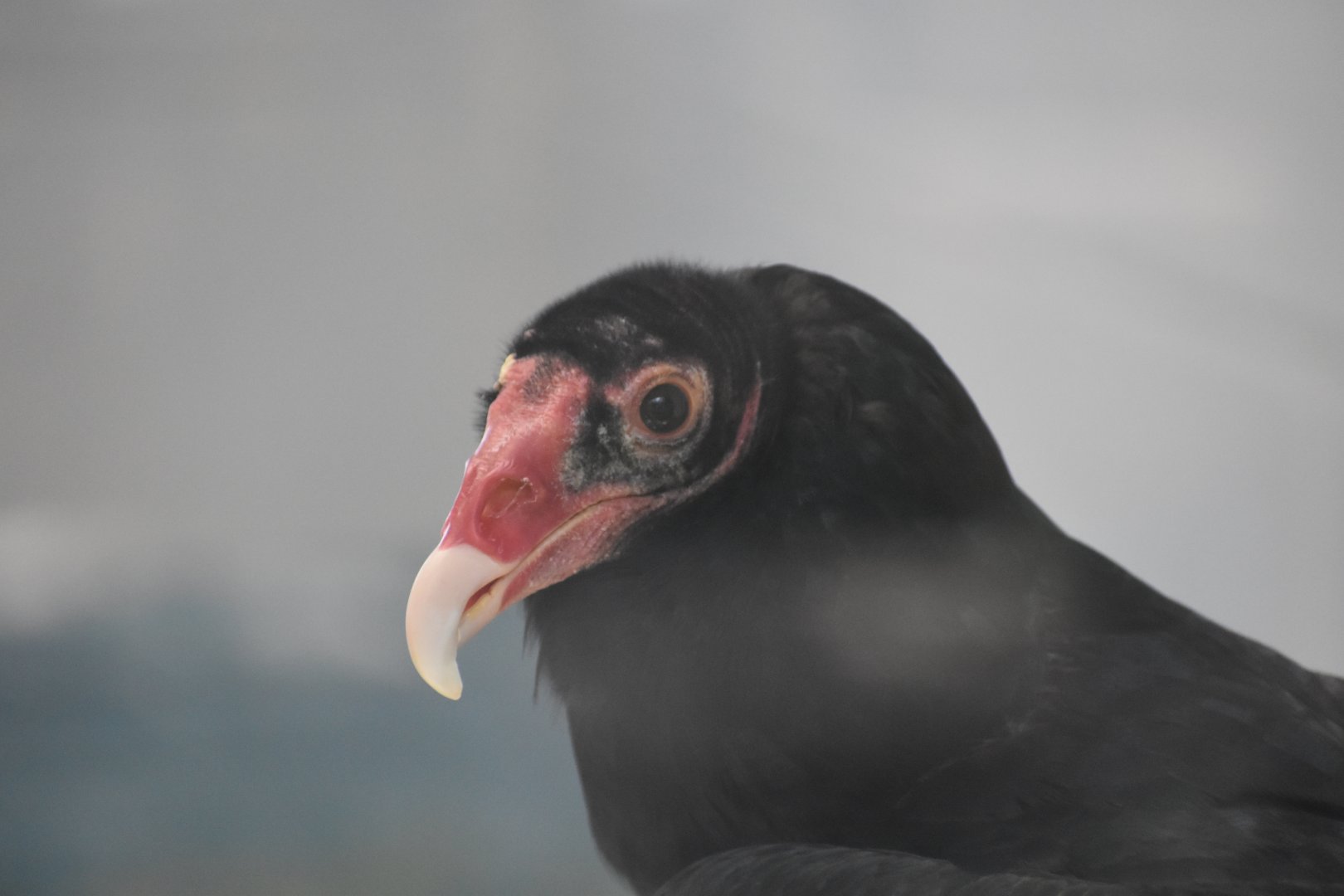Turkey Vulture