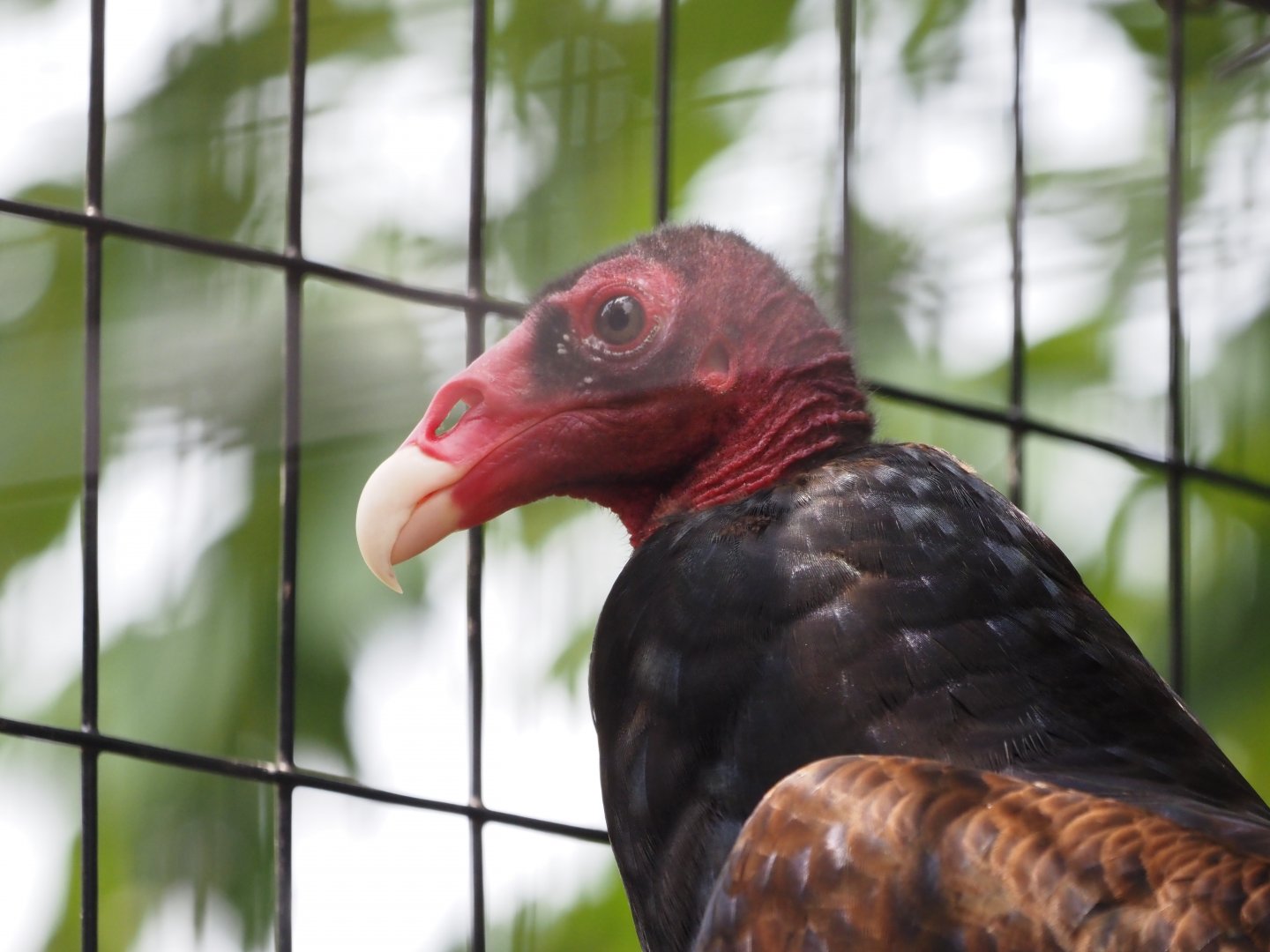 Turkey Vulture