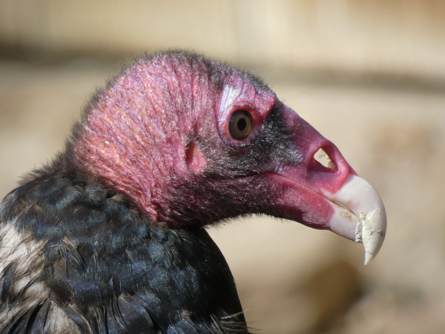 Turkey vulture