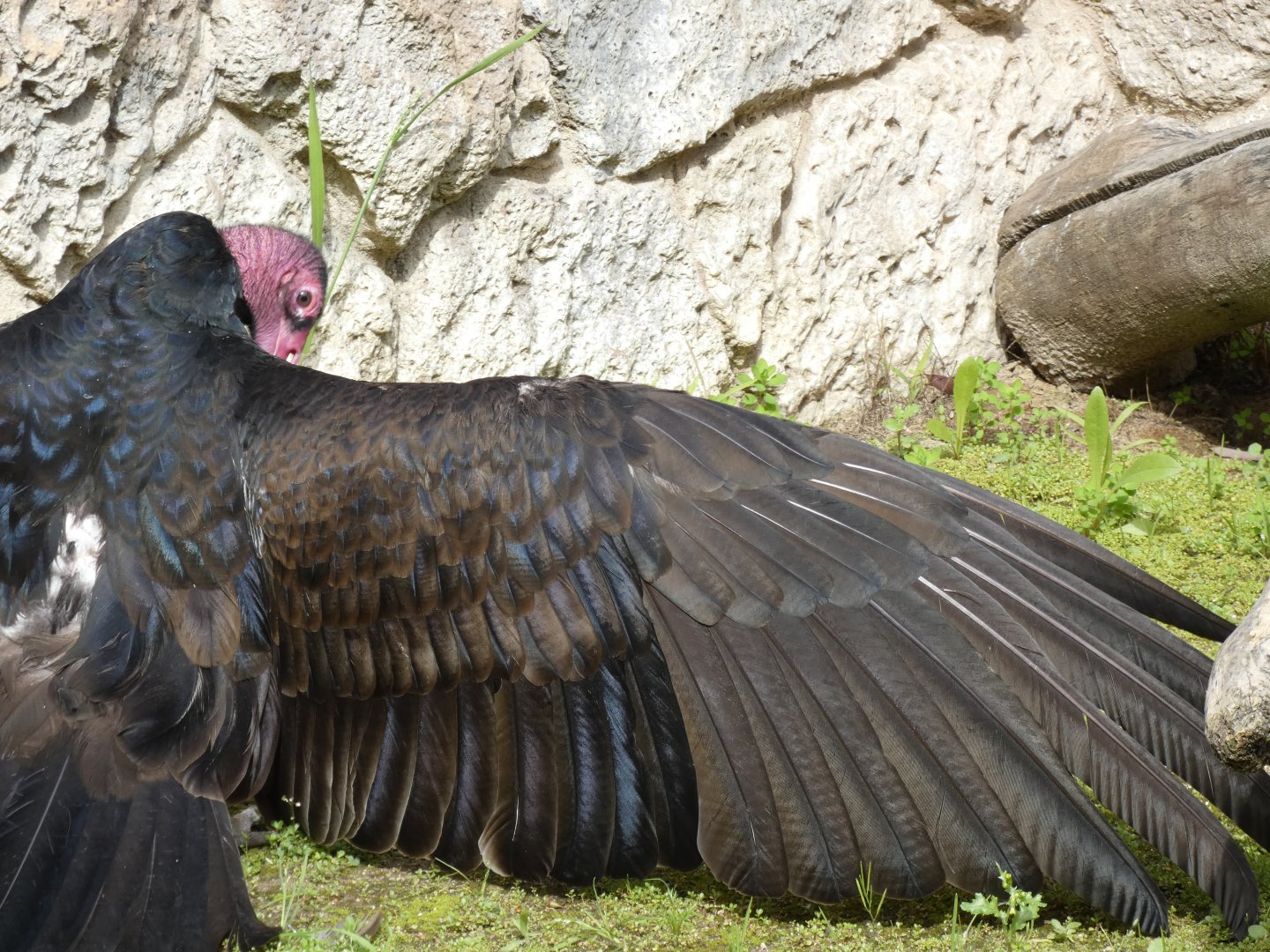 Turkey vulture