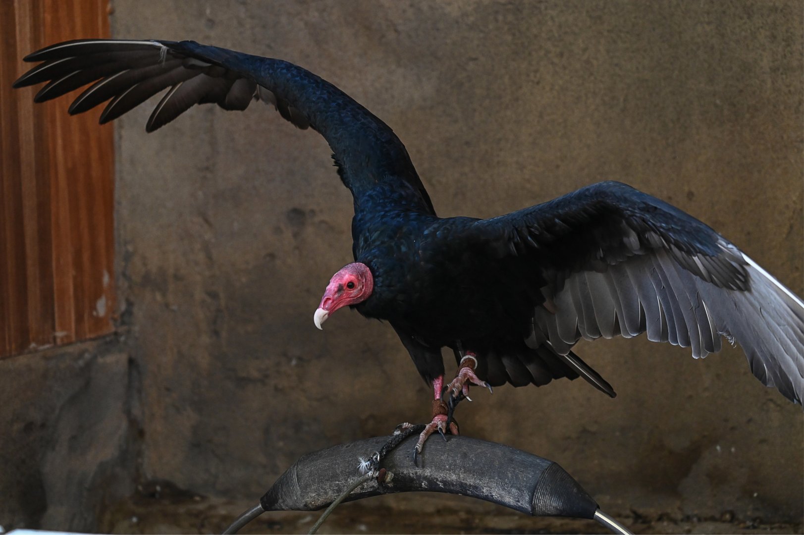 Turkey Vulture