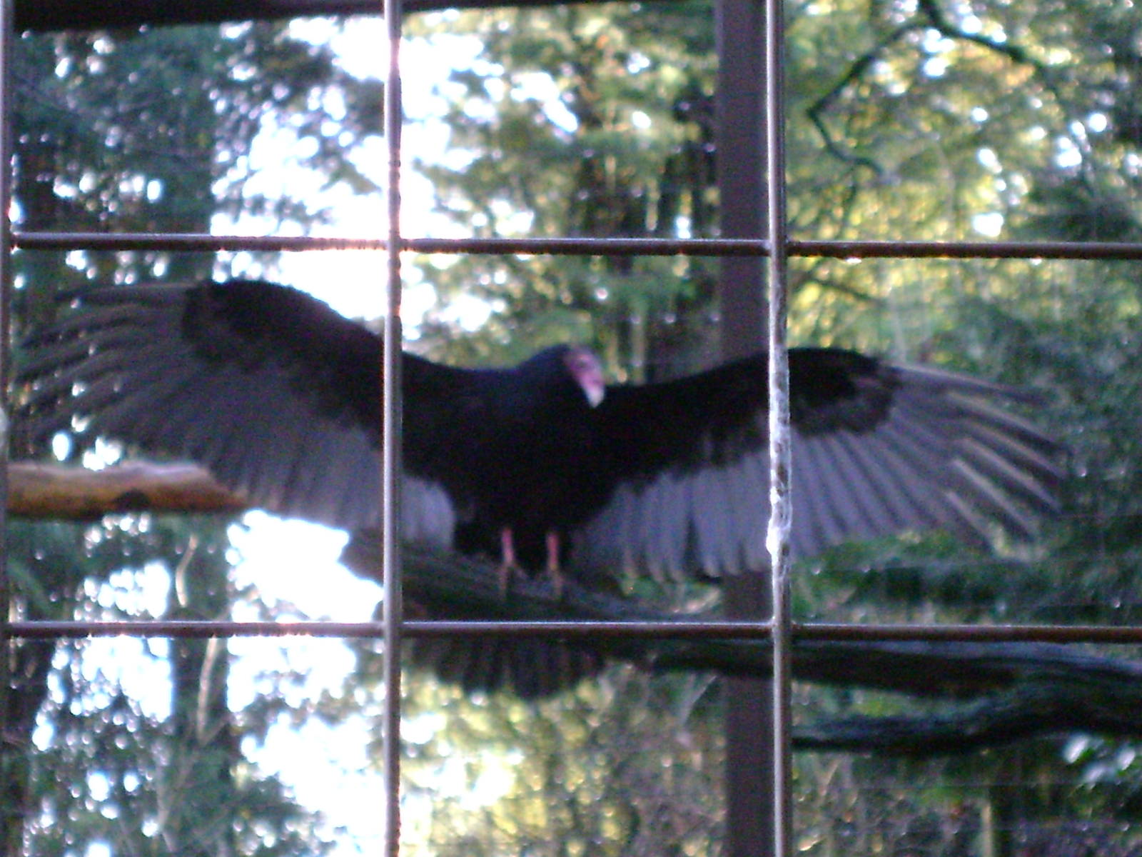 Turkey Vulture