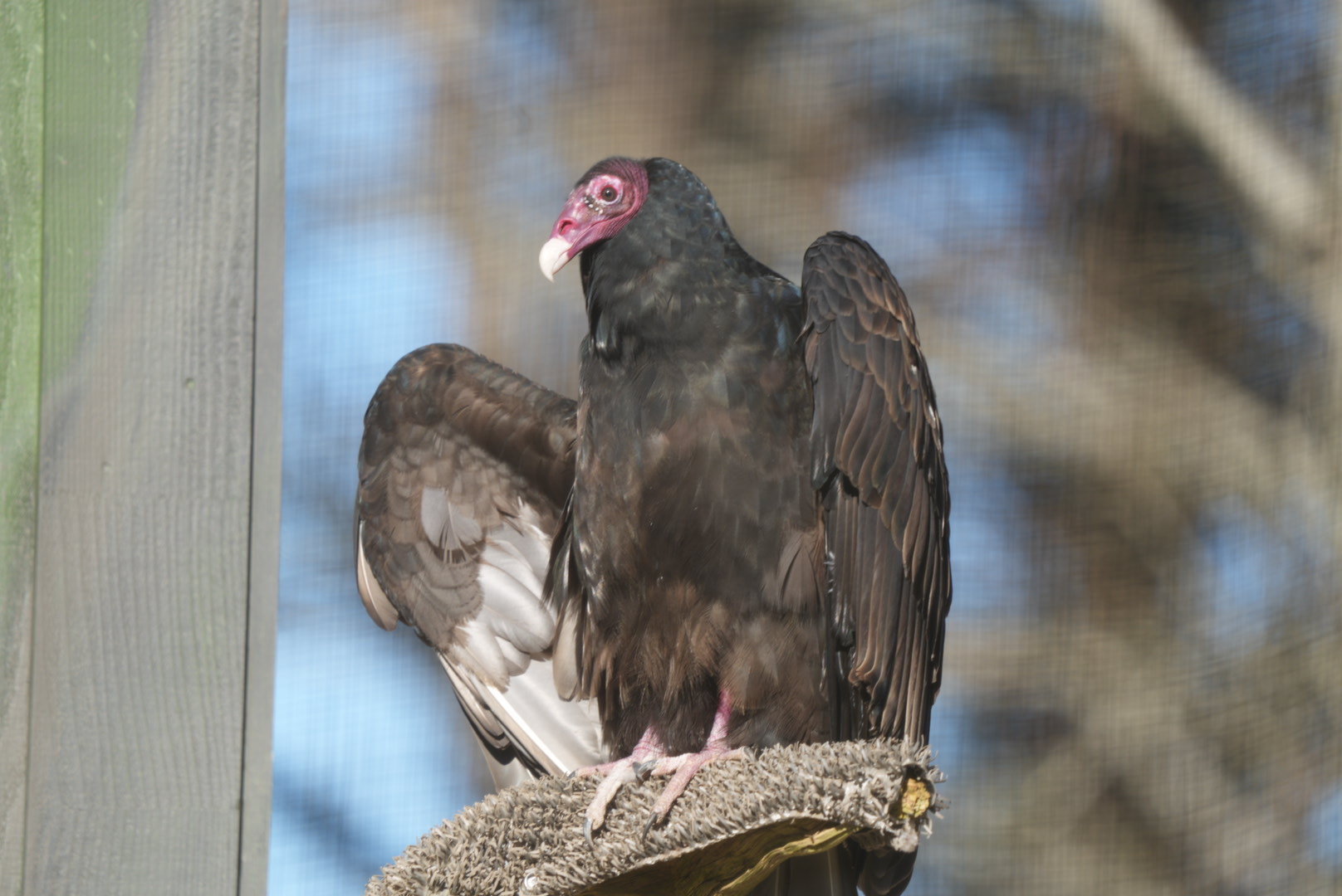Turkey Vulture