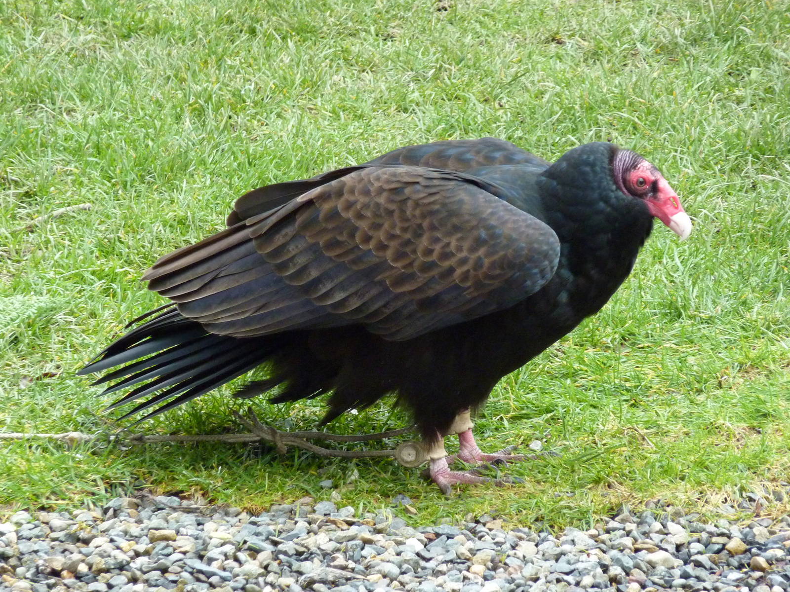Turkey Vulture