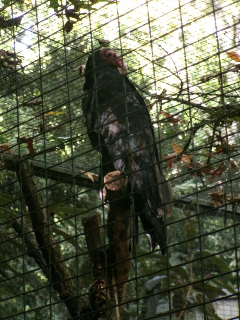 Turkey vulture