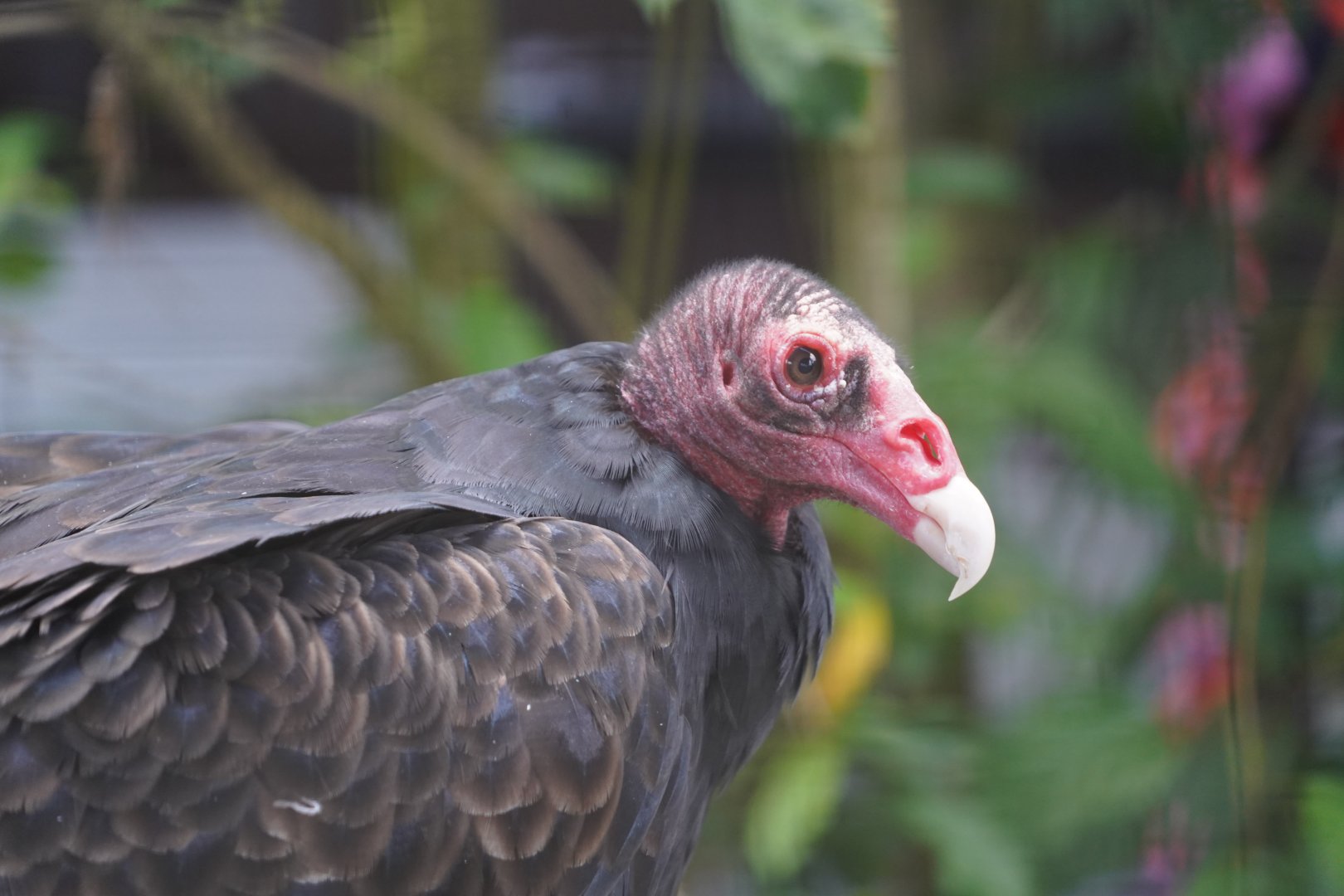 Turkey vulture