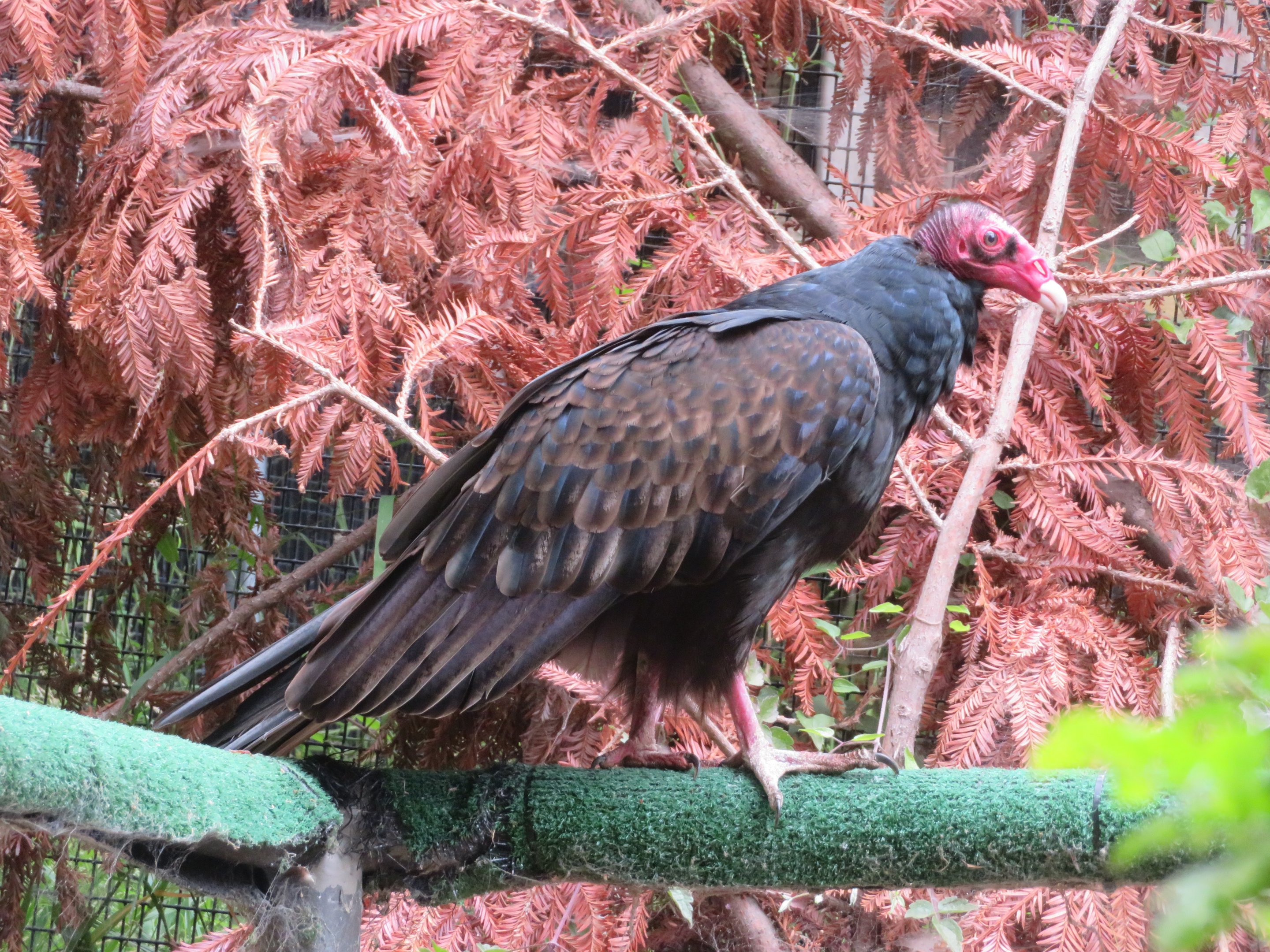 Turkey Vulture