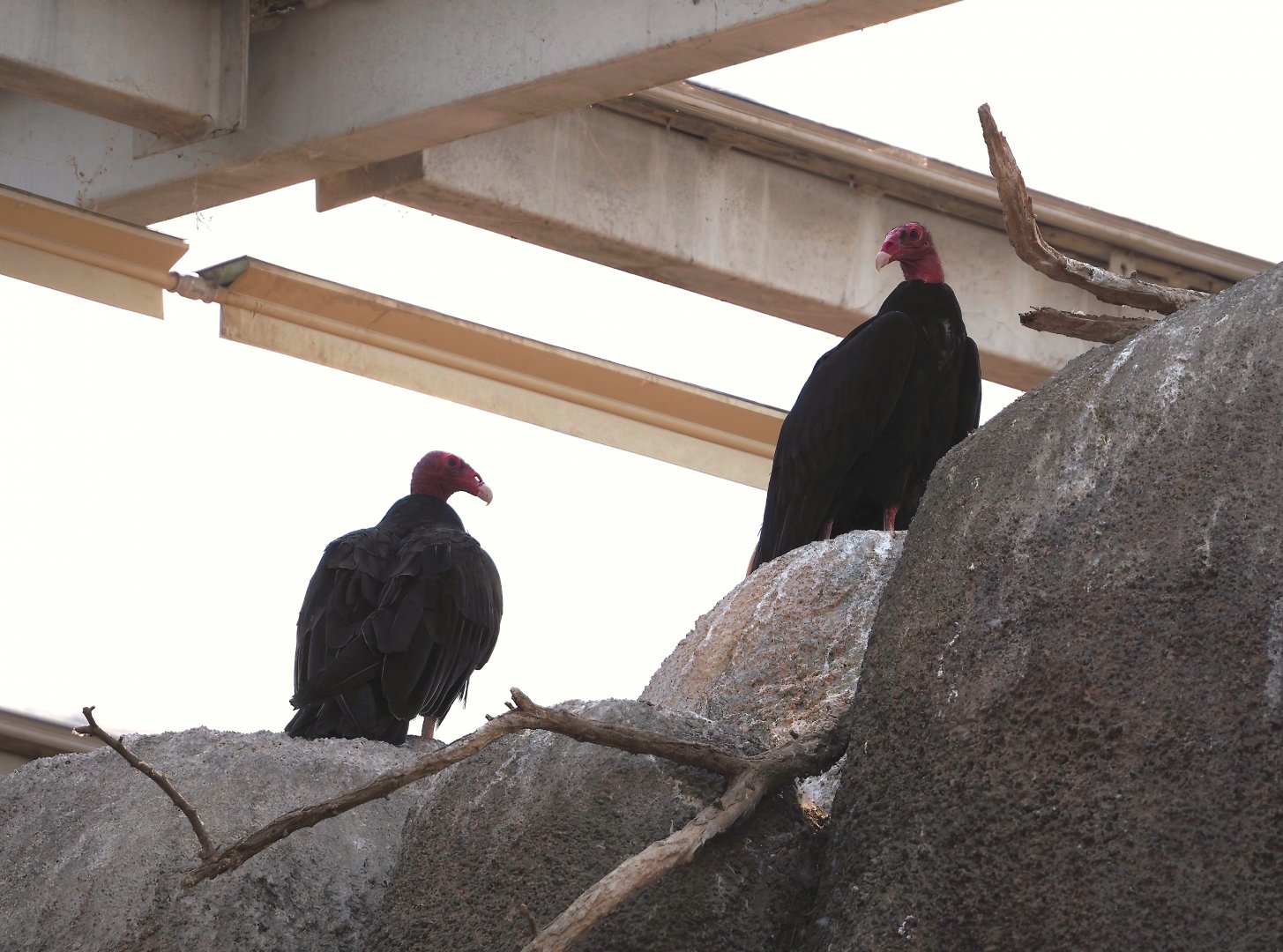 Turkey vultures (Cathartes aura), 2025-05-17