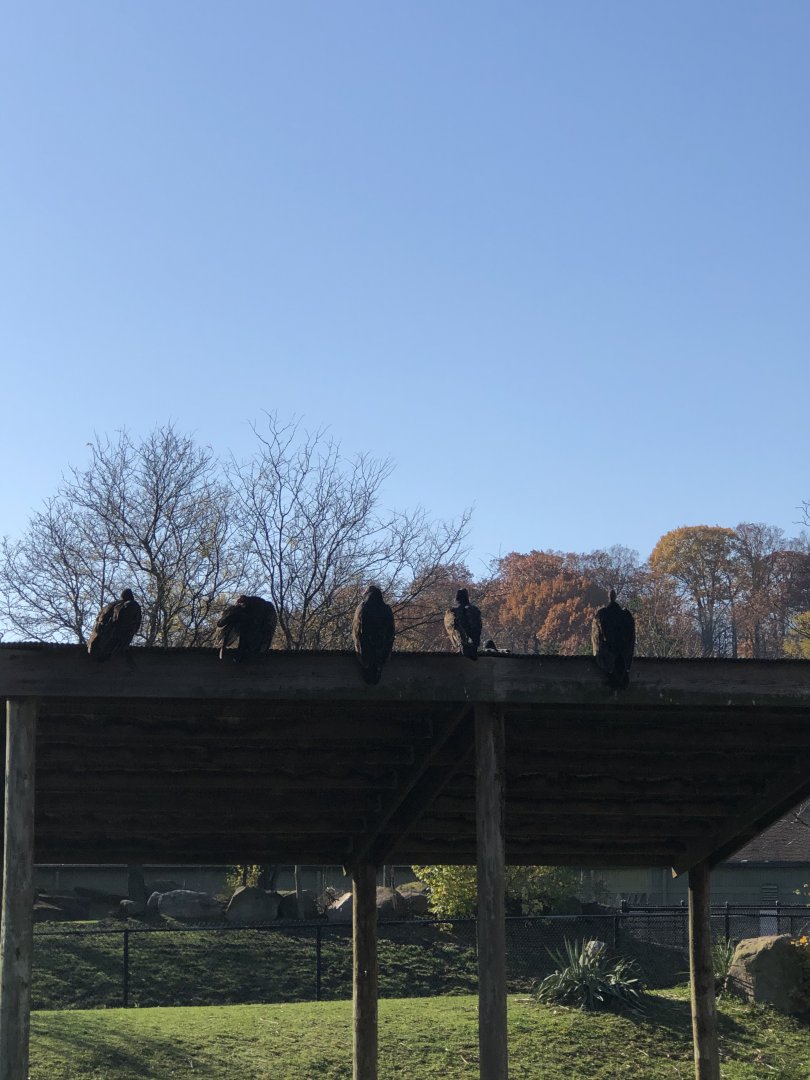 Turkey Vultures - Cleveland Metroparks Zoo