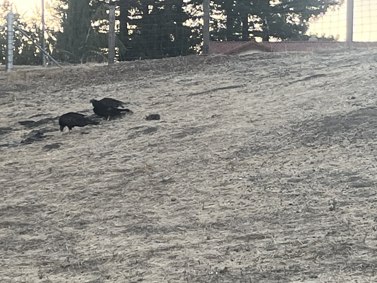 Turkey Vultures eating a squirrel