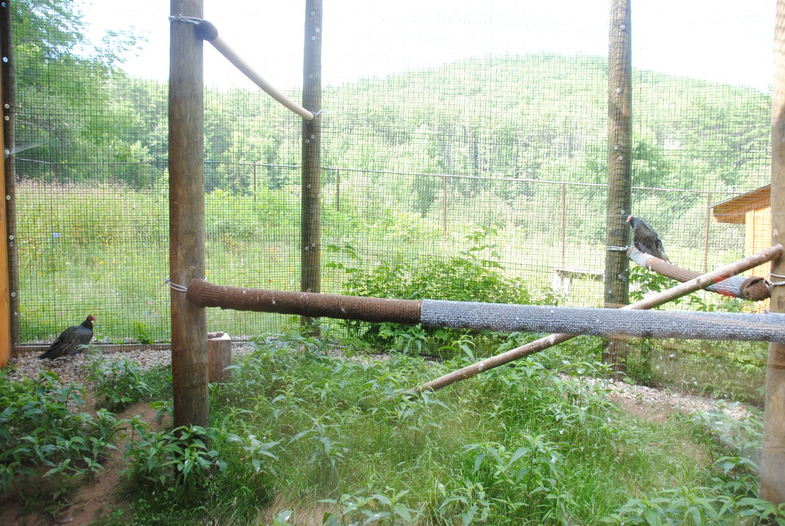 Turkey Vultures exhibit