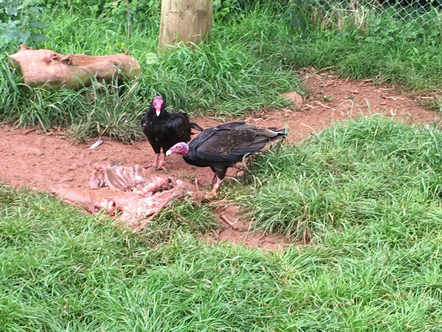 Turkey vultures in walkthrough vulture aviary 030817