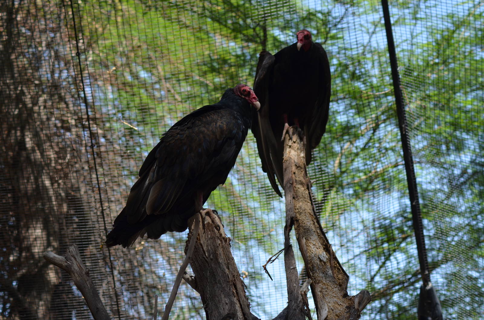 Turkey Vultures