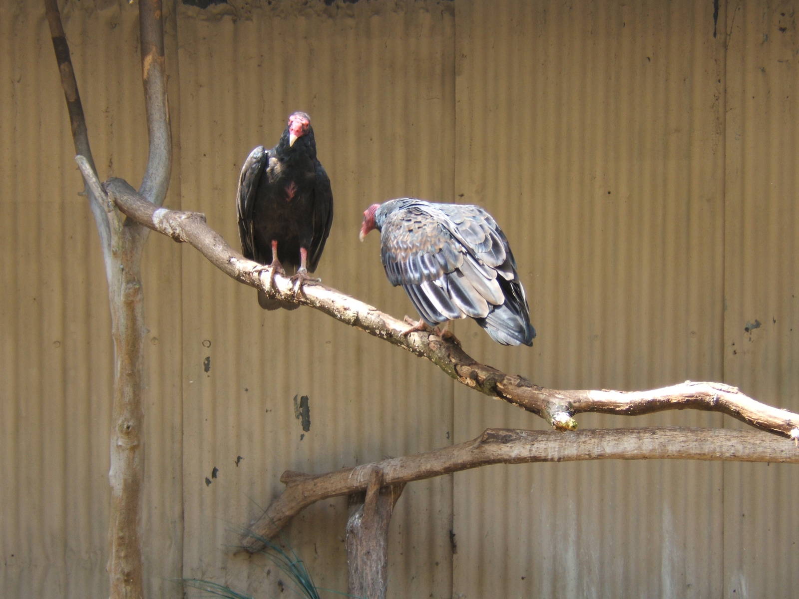 Turkey Vultures
