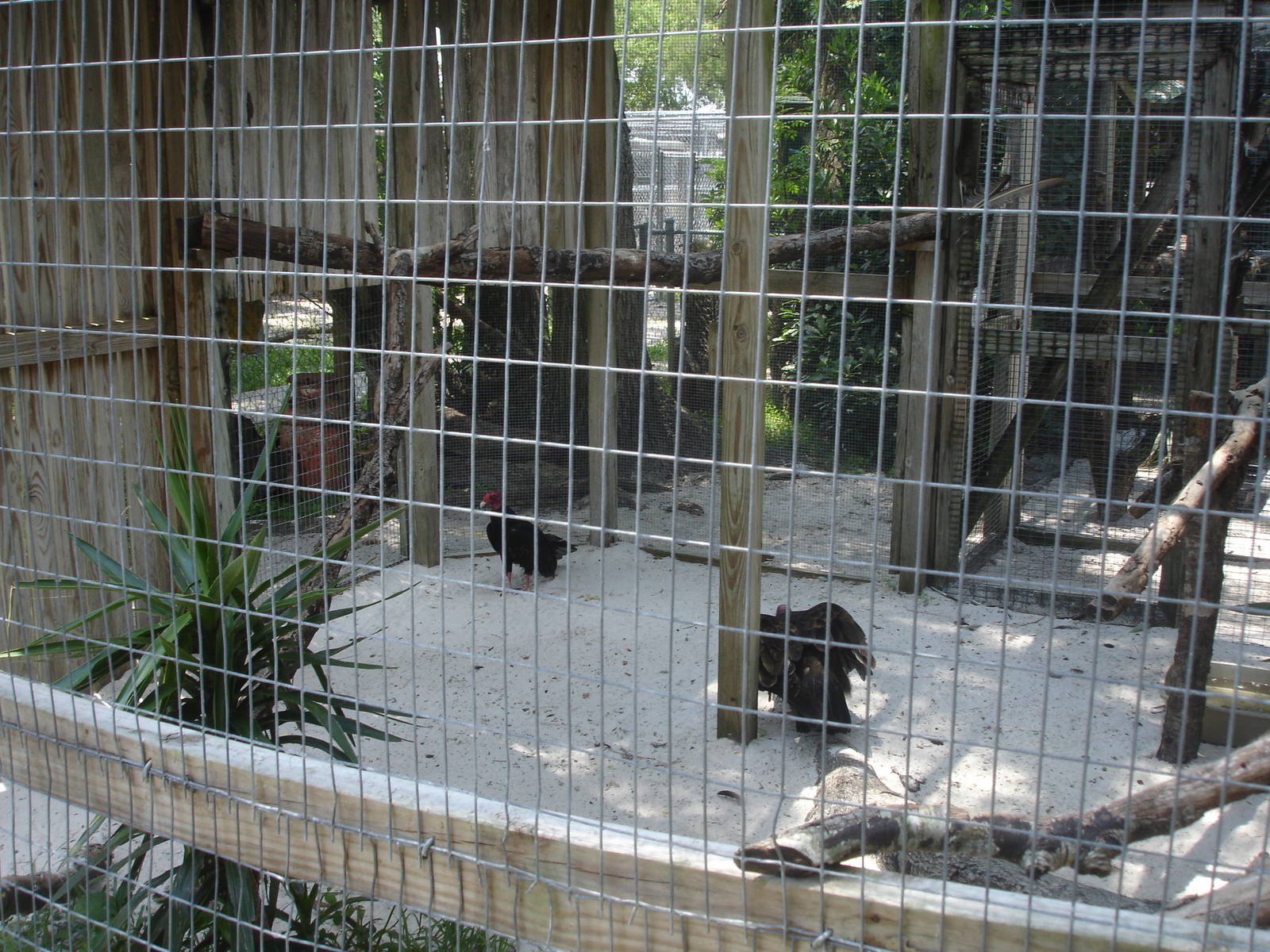 Turkey Vultures