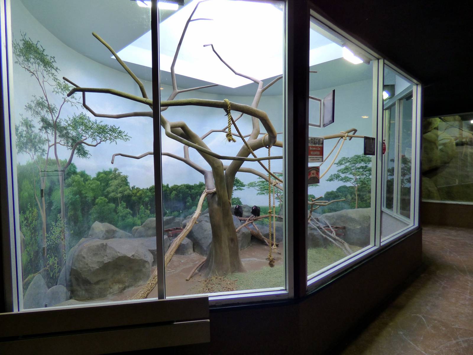 Turkey Vulutres in the Primate Building