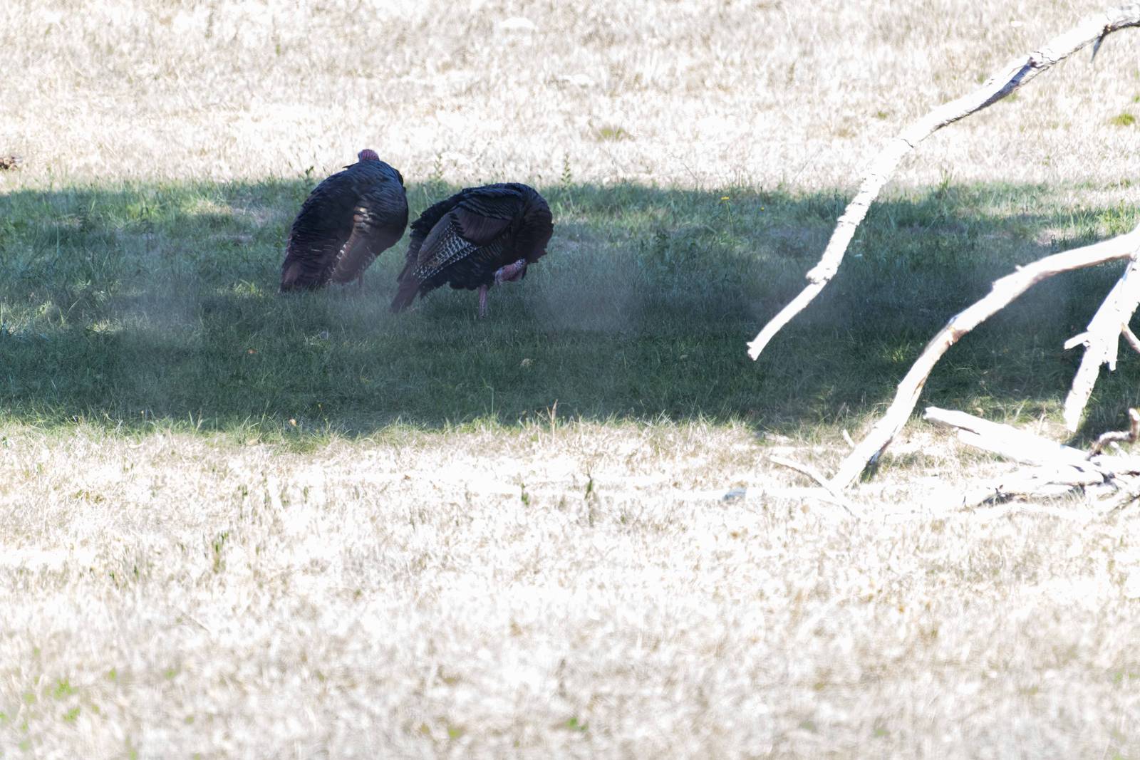Turkeys in the old Musk Ox exhibit
