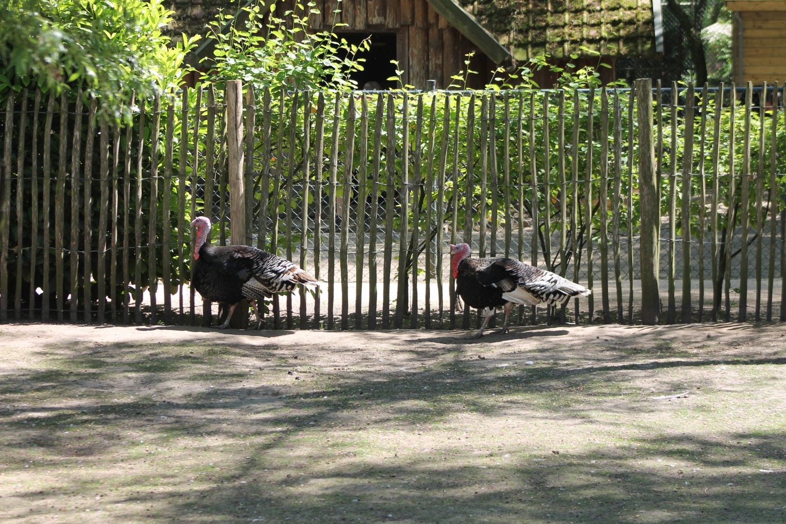 Turkeys