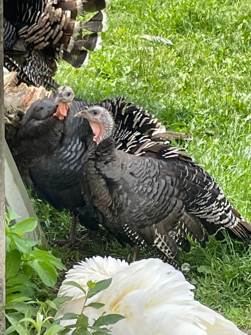 Turkeys
