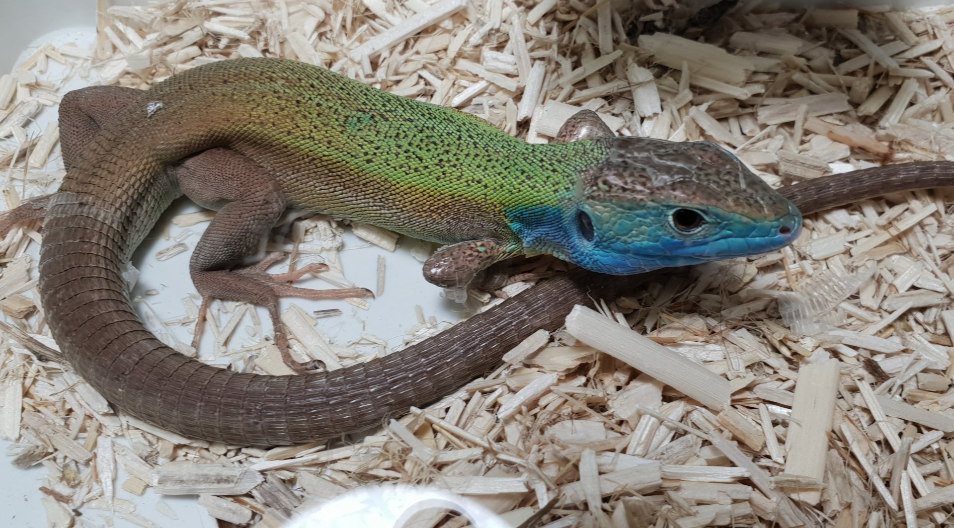 Turkish green lizard - Lacerta pamphylica