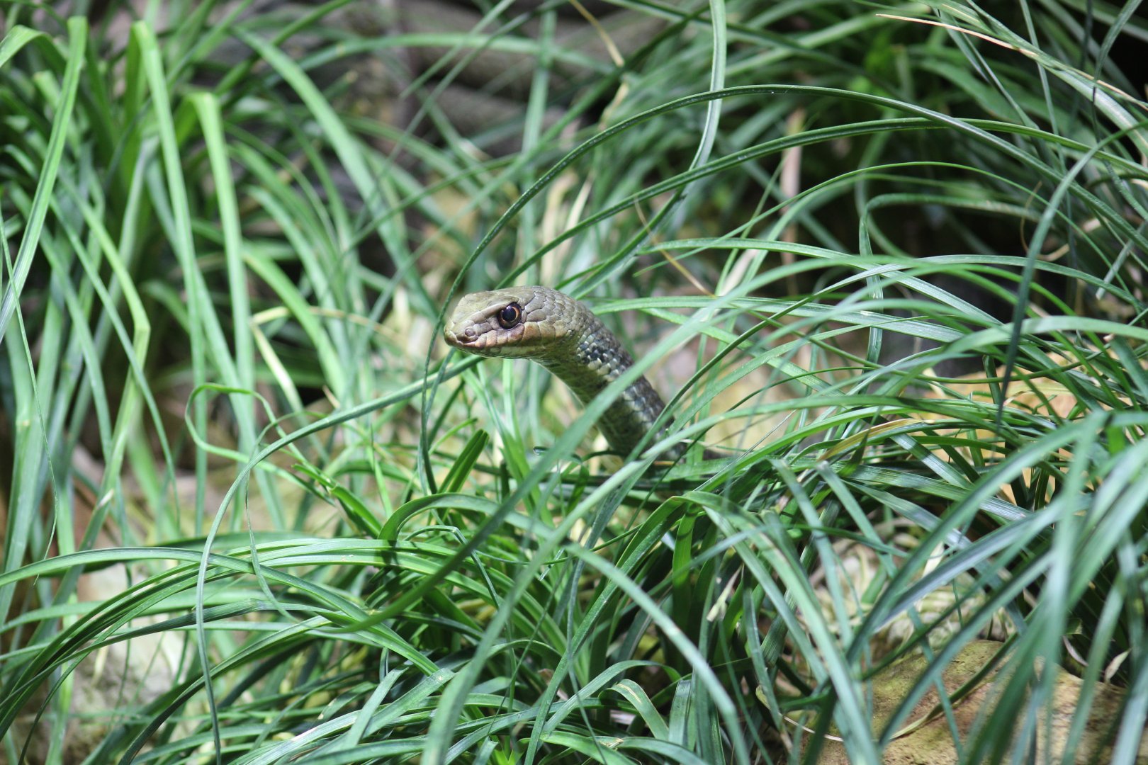 Turkish Montpellier Snake