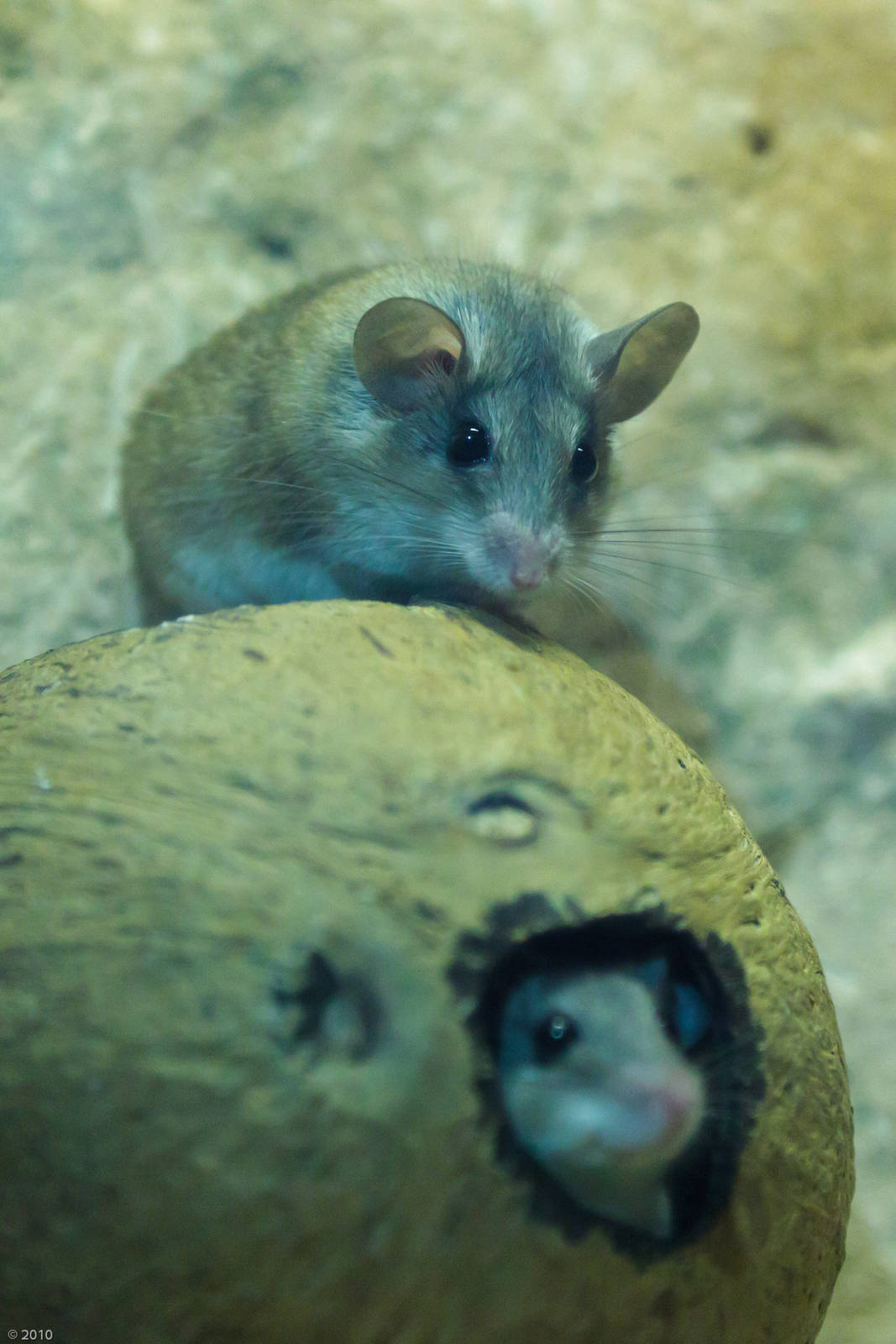 Turkish Spiny Mice - Closing Day - 05/09/2010