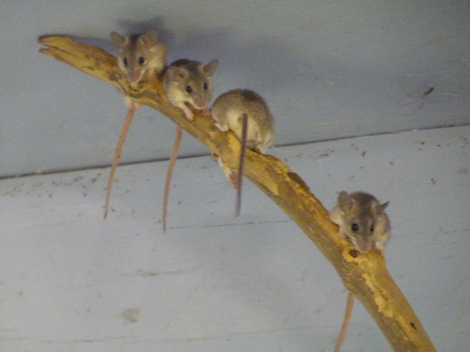 Turkish Spiny Mice
