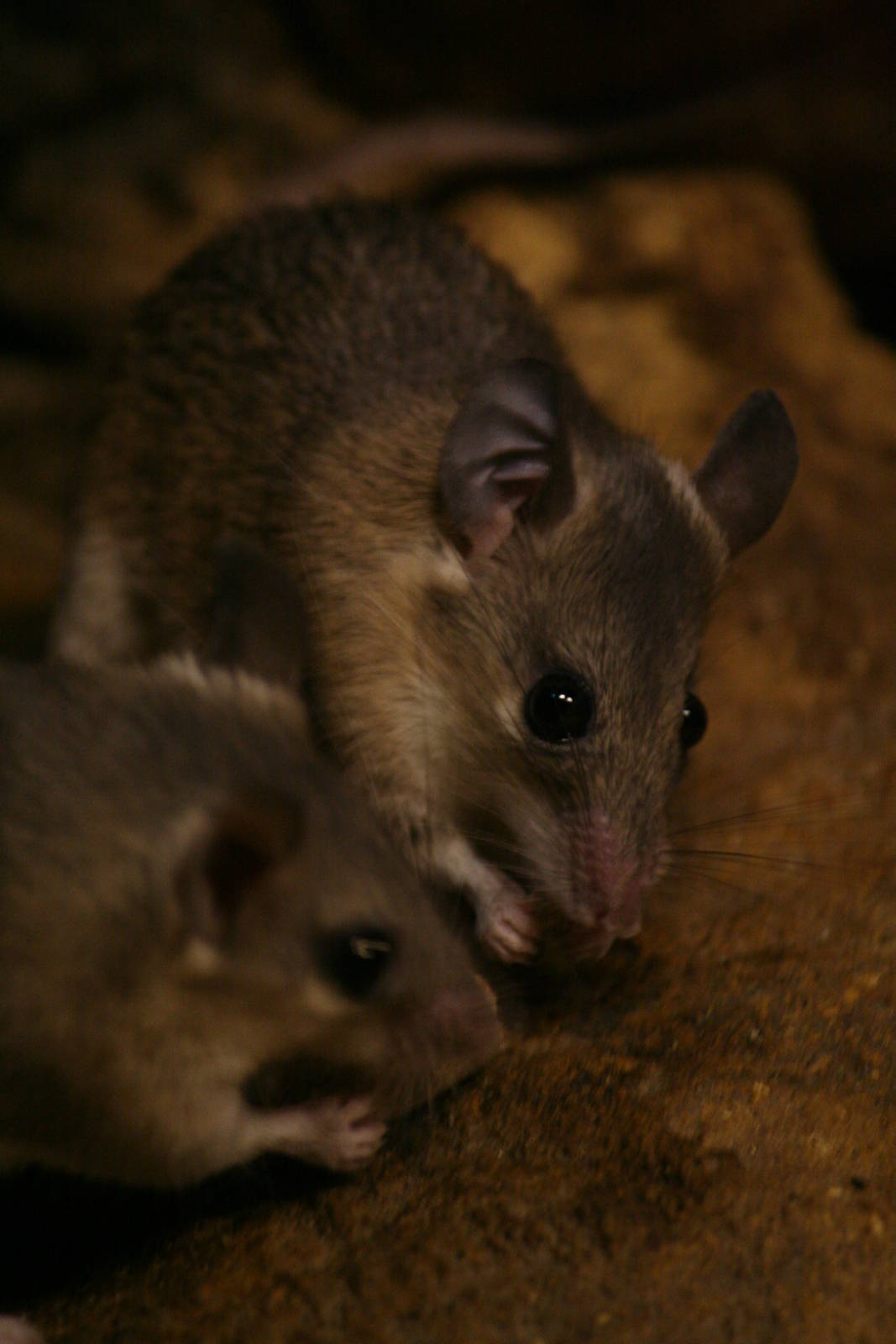 Turkish spiny mice