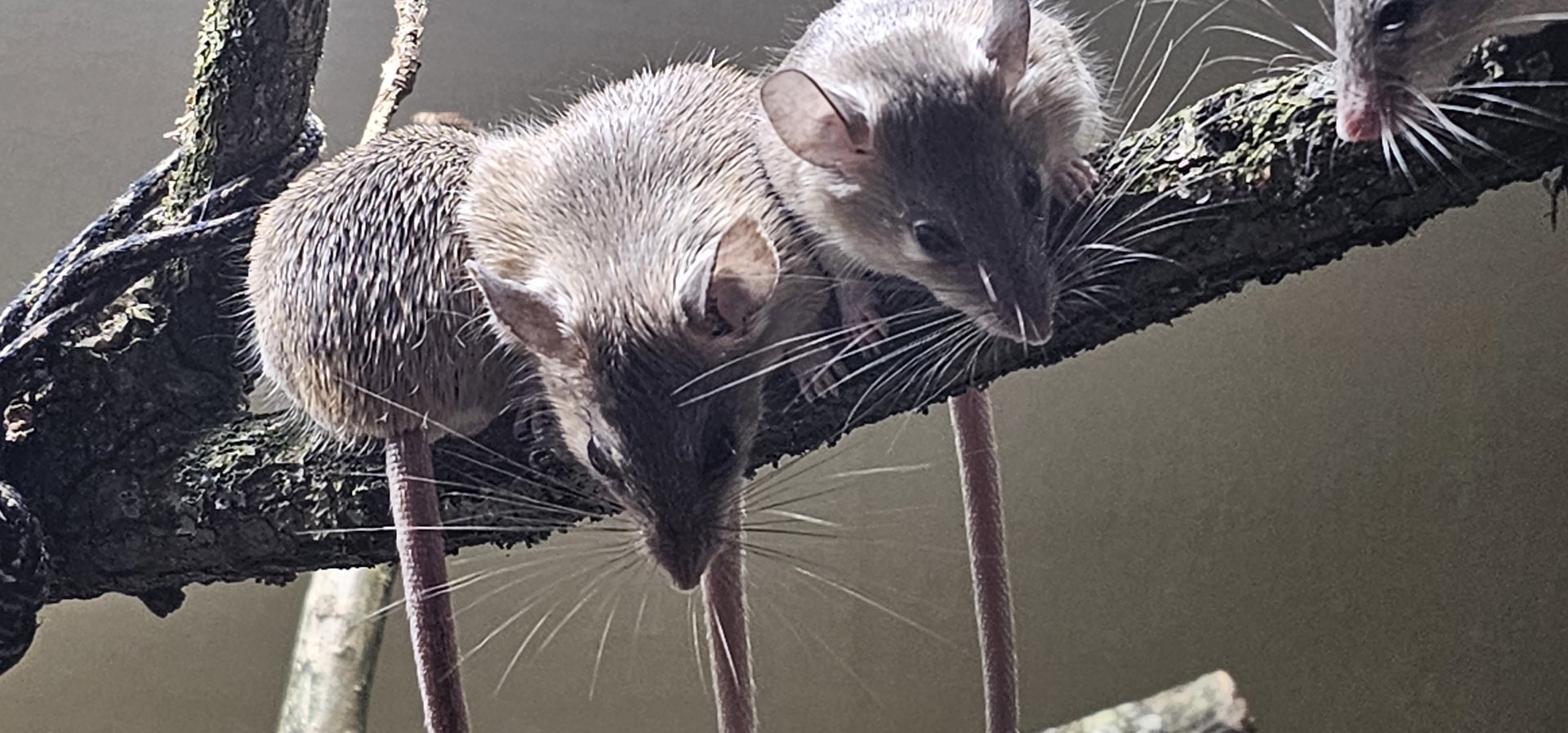 Turkish spiny mice