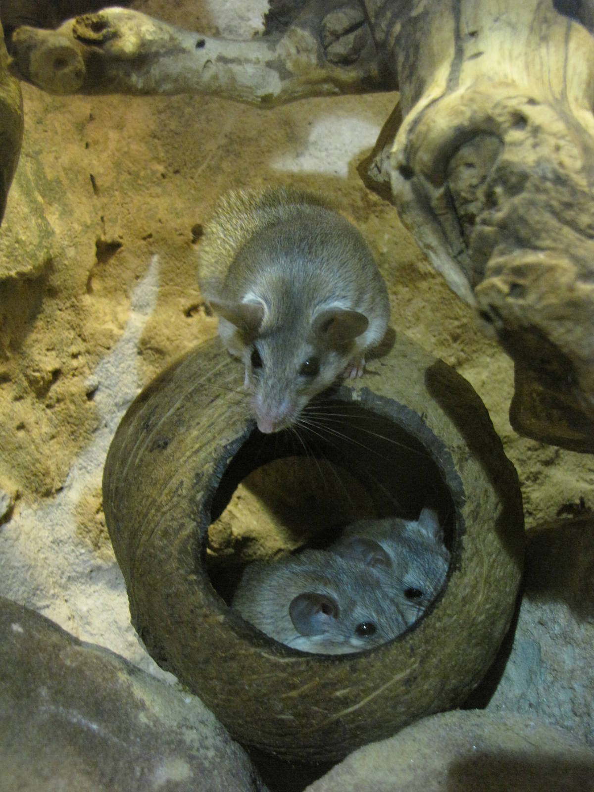 Turkish spiny mice