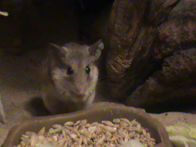 turkish spiny mouse 140911