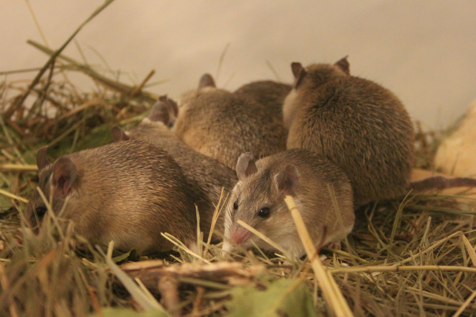 Turkish Spiny Mouse (Acomys cilicicus)