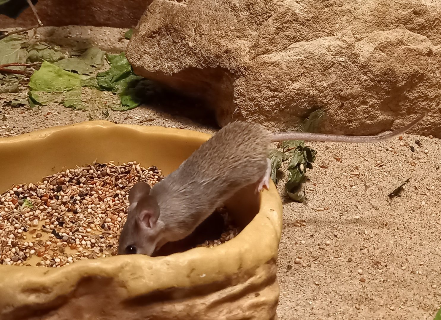 Turkish spiny mouse - Acomys cilicicus